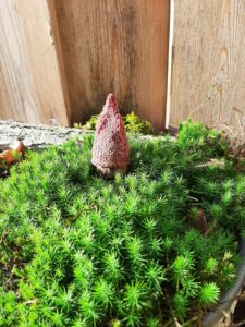 Wir sind die Krippe Woldwichtel und der Kindergarten Sternenmoos